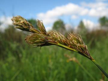 Fotografia da espécie Carex ovalis