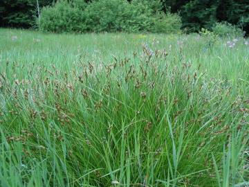 Fotografia da espécie Carex ovalis