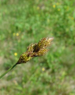Fotografia 7 da espécie Carex ovalis no Jardim Botânico UTAD