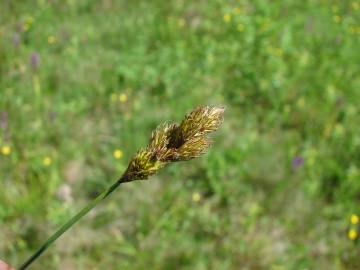 Fotografia da espécie Carex ovalis