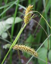 Fotografia da espécie Carex vesicaria