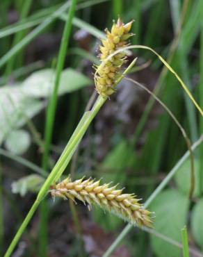 Fotografia 1 da espécie Carex vesicaria no Jardim Botânico UTAD