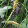 Fotografia 1 da espécie Carex vesicaria do Jardim Botânico UTAD