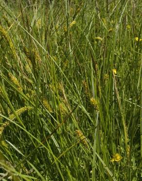 Fotografia 3 da espécie Carex vesicaria no Jardim Botânico UTAD