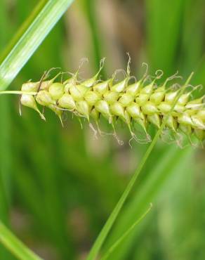 Fotografia 4 da espécie Carex vesicaria no Jardim Botânico UTAD