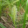 Fotografia 5 da espécie Carex vesicaria do Jardim Botânico UTAD