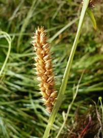 Fotografia da espécie Carex vesicaria