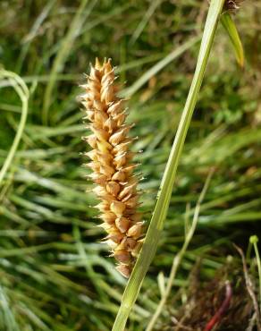 Fotografia 6 da espécie Carex vesicaria no Jardim Botânico UTAD