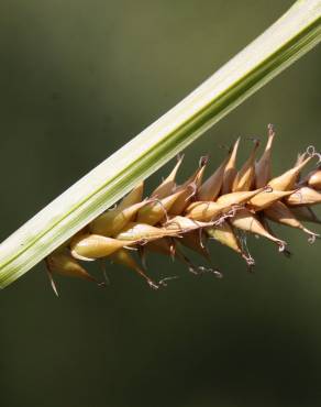 Fotografia 8 da espécie Carex vesicaria no Jardim Botânico UTAD