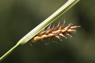 Fotografia da espécie Carex vesicaria