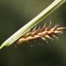 Fotografia 8 da espécie Carex vesicaria do Jardim Botânico UTAD