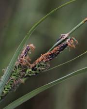 Fotografia da espécie Carex trinervis