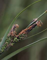 Carex trinervis