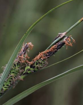 Fotografia 1 da espécie Carex trinervis no Jardim Botânico UTAD