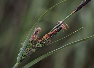 Fotografia da espécie Carex trinervis