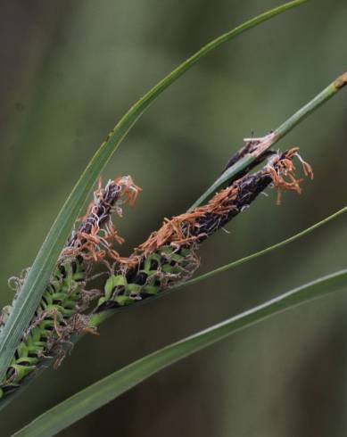 Fotografia de capa Carex trinervis - do Jardim Botânico