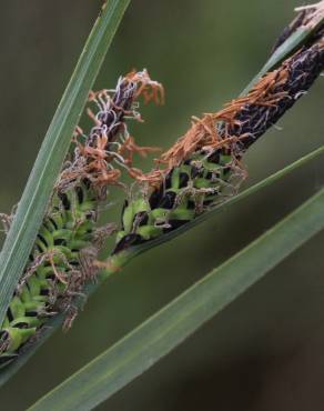 Fotografia 2 da espécie Carex trinervis no Jardim Botânico UTAD