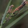 Fotografia 2 da espécie Carex trinervis do Jardim Botânico UTAD