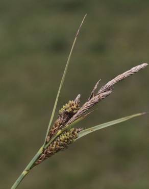 Fotografia 3 da espécie Carex trinervis no Jardim Botânico UTAD