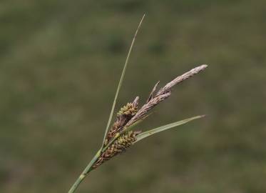 Fotografia da espécie Carex trinervis