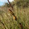 Fotografia 4 da espécie Carex trinervis do Jardim Botânico UTAD