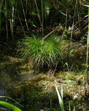 Fotografia da espécie Carex remota