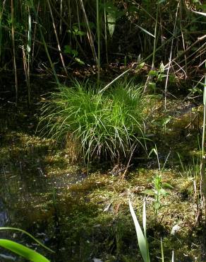 Fotografia 1 da espécie Carex remota no Jardim Botânico UTAD