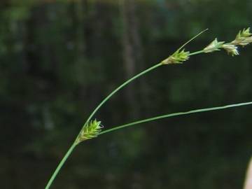 Fotografia da espécie Carex remota