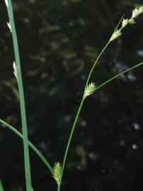 Fotografia da espécie Carex remota