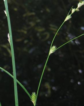 Fotografia 3 da espécie Carex remota no Jardim Botânico UTAD