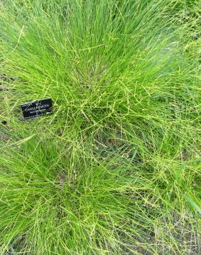 Fotografia 4 da espécie Carex remota no Jardim Botânico UTAD