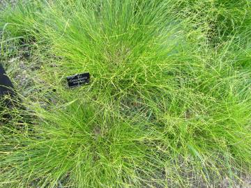 Fotografia da espécie Carex remota