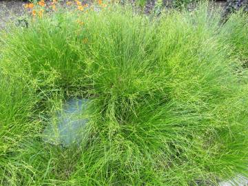 Fotografia da espécie Carex remota