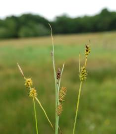 Fotografia da espécie Carex viridula