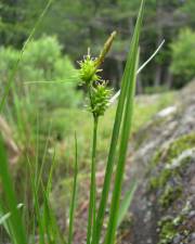 Fotografia da espécie Carex viridula