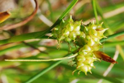 Fotografia da espécie Carex viridula