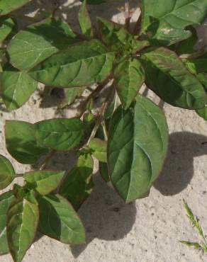 Fotografia 8 da espécie Chenopodium polyspermum no Jardim Botânico UTAD