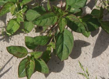 Fotografia da espécie Chenopodium polyspermum