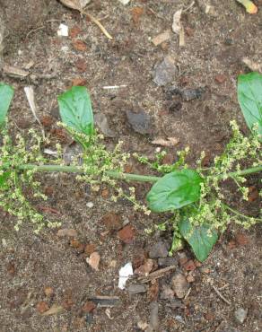 Fotografia 9 da espécie Chenopodium polyspermum no Jardim Botânico UTAD