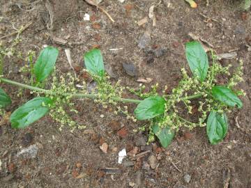 Fotografia da espécie Chenopodium polyspermum