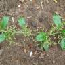 Fotografia 9 da espécie Chenopodium polyspermum do Jardim Botânico UTAD