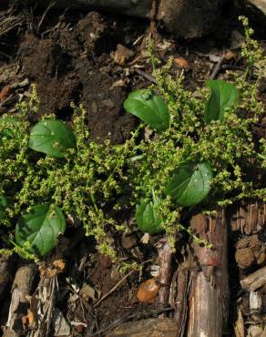 Fotografia 10 da espécie Chenopodium polyspermum no Jardim Botânico UTAD