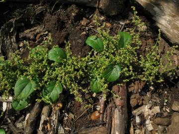 Fotografia da espécie Chenopodium polyspermum