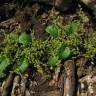 Fotografia 10 da espécie Chenopodium polyspermum do Jardim Botânico UTAD