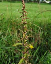 Fotografia da espécie Chenopodium polyspermum