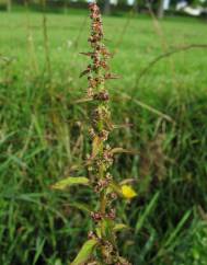 Chenopodium polyspermum