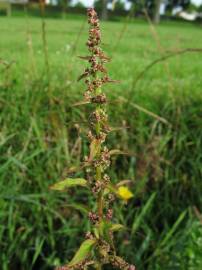 Fotografia da espécie Chenopodium polyspermum