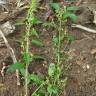 Fotografia 11 da espécie Chenopodium polyspermum do Jardim Botânico UTAD