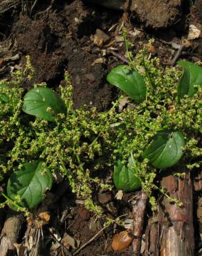 Fotografia 12 da espécie Chenopodium polyspermum no Jardim Botânico UTAD