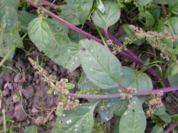 Fotografia da espécie Chenopodium polyspermum